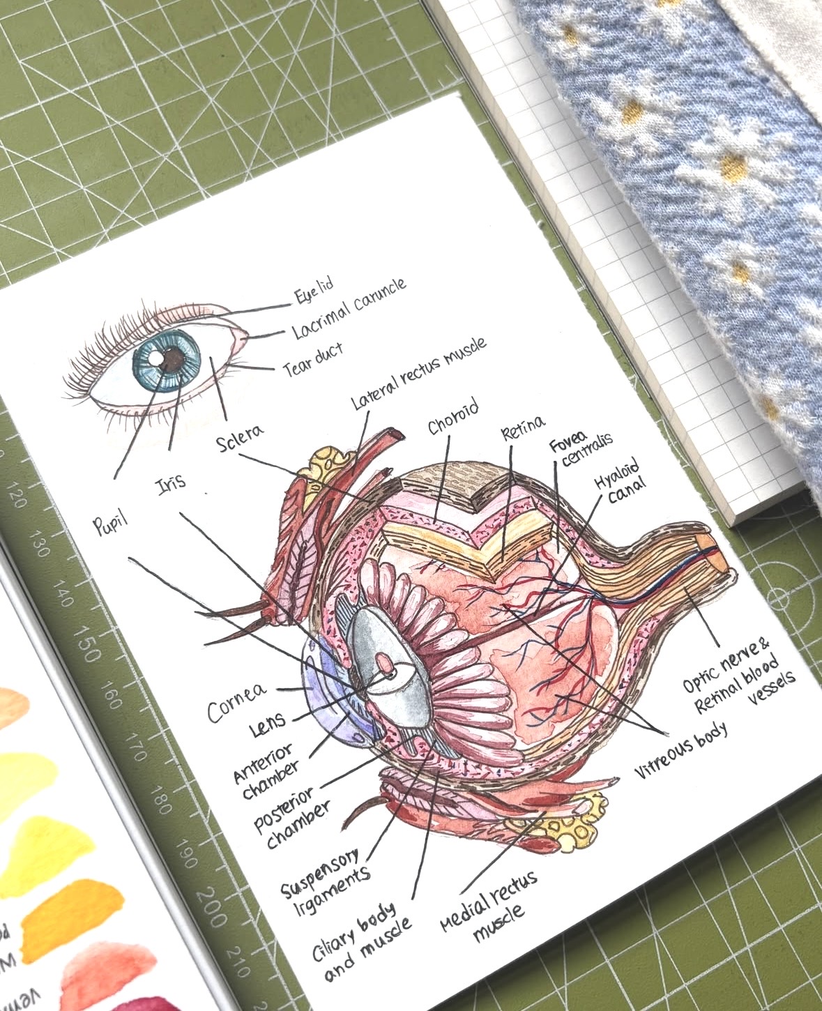Brain sketch