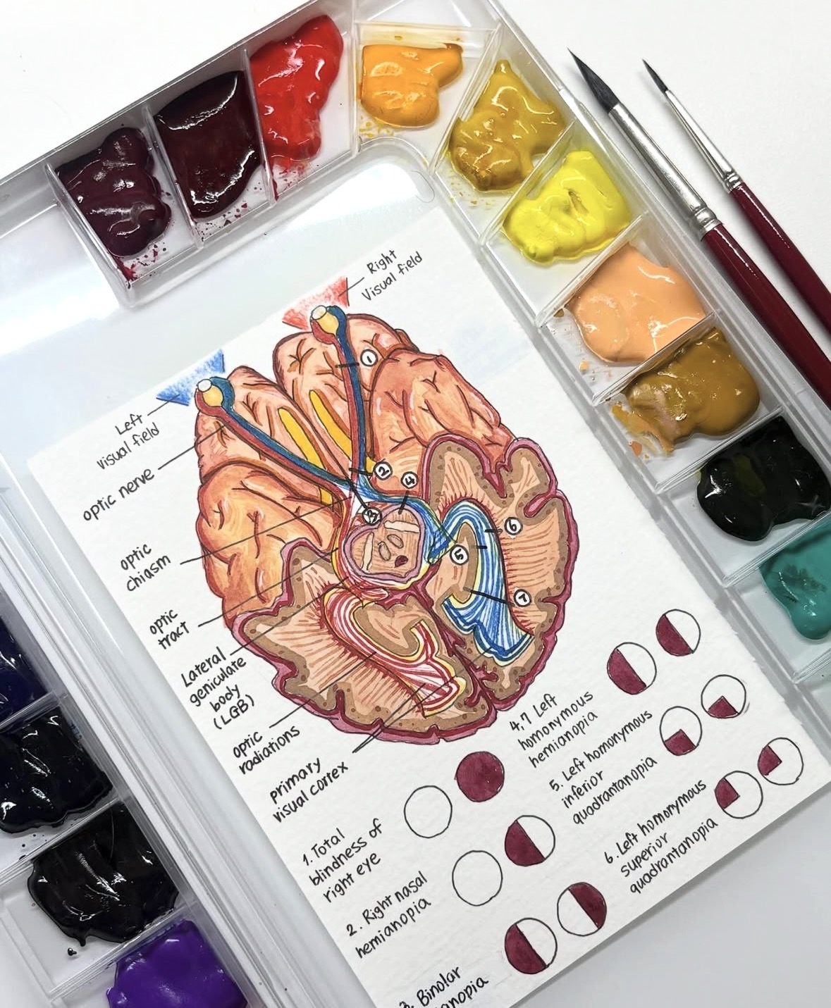 Brain sketch